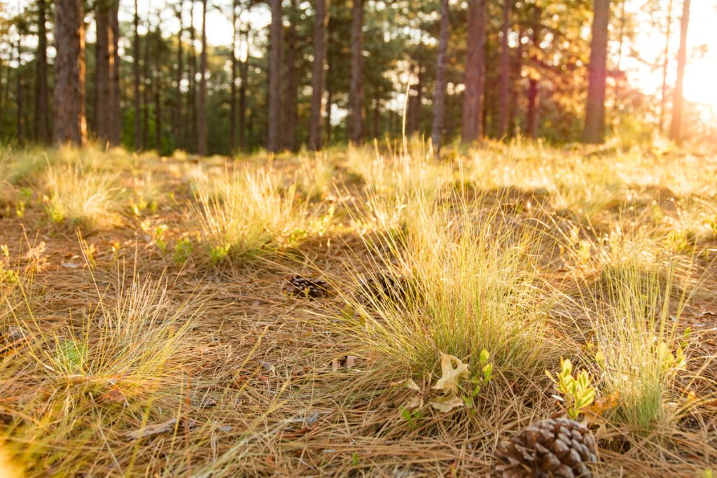 Grasses and natural landscape of Forest Creek South Course